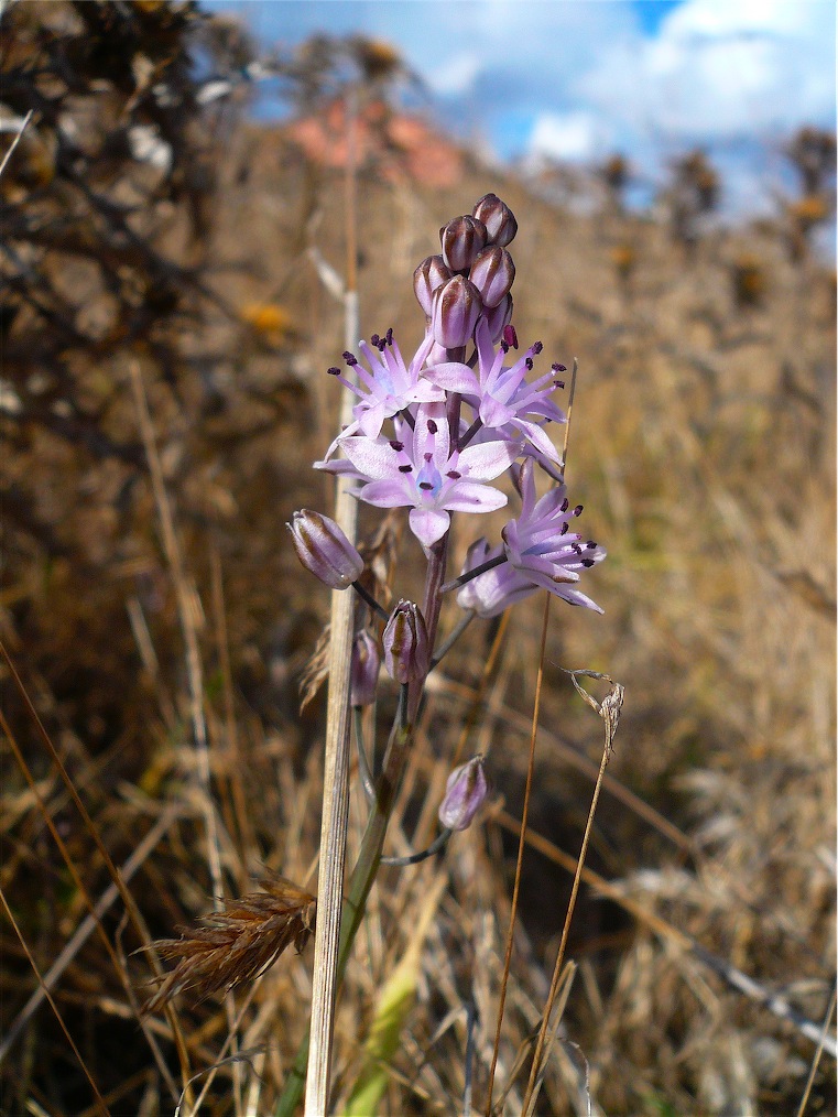 Prospero autumnale / Scilla autunnale